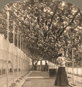 La vite più antica del mondo, Hampton Court Palace, piantata nel 1768 Inghilterra, 1897