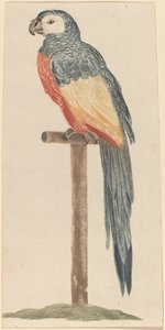 Pappagallo, 1680-1690 da Workshop of Johann Teyler