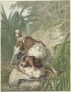 Cane da caccia cattura un