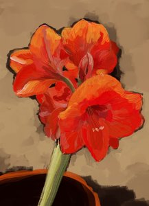 Vivace fioritura di amarillide