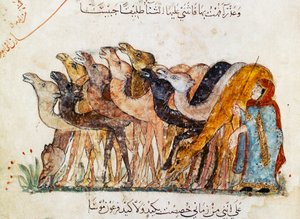 Ms Ar 5847 f.101, Mandria di cammelli, da 
