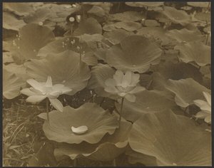 [Lotus]. da Yasuo Kuniyoshi