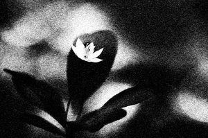 Fioritura bianca austera da Ylva Sjögren