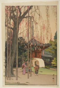 Il ciliegio a Kawagoe
