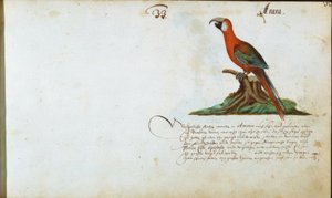 Pappagallo da Zacharias Wagner