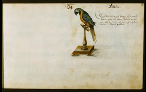 Pappagallo da Zacharias Wagner