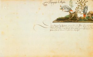 Zacharias Wagner, Pappagalli