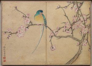 Album da Scrivania: Dipinti di Fiori e Uccelli (Uccello con Fiori di Pruno) da Zhang Ruoai