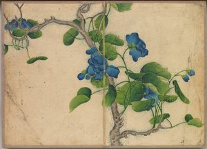 Album da scrivania: Dipinti di fiori e uccelli che scalano fiori blu, XVIII secolo