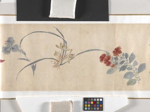 Fiori colorati