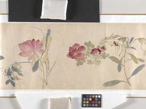 Fiori colorati da Zhimian Zhou