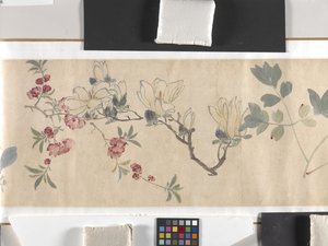 Fiori colorati da Zhimian Zhou