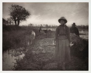Agricoltura arabile, raccolta 