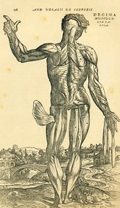 Retro del corpo umano maschile, uno studio anatomico originariamente pubblicato in De Humani Corporis Fabrica Libri Septem (sulla struttura del corpo umano in sette libri) di Andreas Vesalius, pubblicato a Basilea