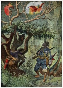 Uccello del paradiso da . .