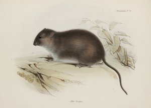 Ratto del bush o dal piede marrone, Australia da John Pardon
