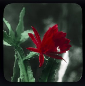 Cactus da Frederick (attr. to) Barnard