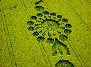 Cerchio nel grano in un campo di colza, Milk Hill, Alton Priors, Vale of Pewsey, Wiltshire da Ferdinand Georg Waldmuller