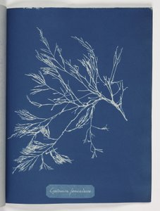 Cystoseira foeniculacea da Frederick (attr. to) Barnard