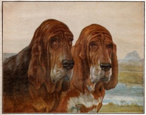 Cani di San Uberto o Bloodhound da . .
