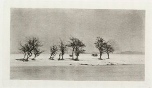 Alberi di spino nodosi da Frederick (attr. to) Barnard