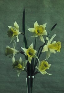 Jonquilles (Narciso - Golden Spur) da Frederick (attr. to) Barnard