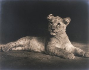 Cucciolo di leone