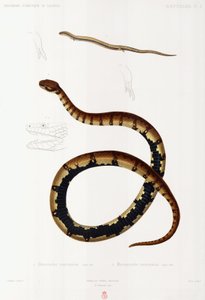 Lucertola e serpente incappucciato, Algeria