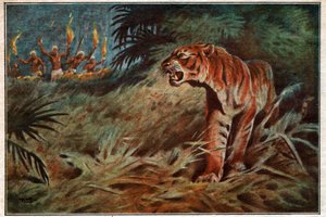 Tigre mangiatrice di uomini da . .