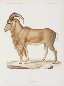 Muflone, Algeria