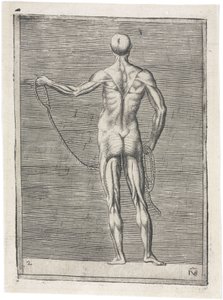 Studio anatomico dei muscoli maschili; uomo che tiene una corda, c 1555 da Frederick (attr. to) Barnard