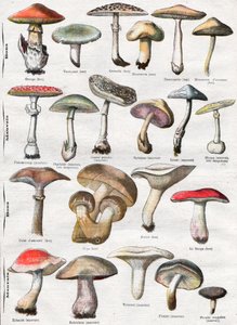 Funghi da . .