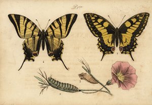 Macaone, Papilio machaon 1,2,3 e podalirio, Iphiclides podalirius 4
