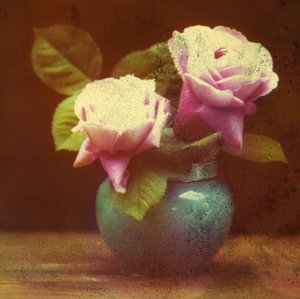 Rose da Frederick (attr. to) Barnard