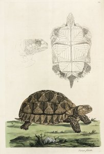 Tartaruga speronata da John Pardon