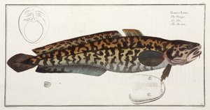 Il Burbot da John Pardon