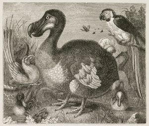 Il Dodo da Ferdinand Georg Waldmuller