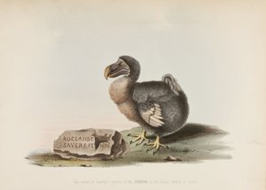 Il Dodo da John Pardon