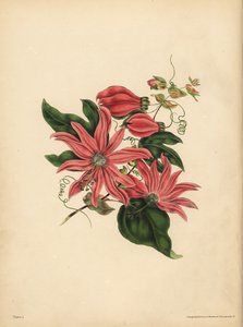 La passiflora racemosa, Passiflora racemosa, Superstizione religiosa