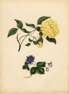 La rosa cinese profumata, Rosa chinensis, Infedeltà; L