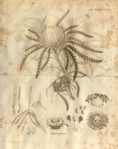 Tavola 3 dal Volume 10 delle Transazioni della Linnean Society di Londra, pubblicato nel 1811. La pianta raffigurata è Dryandra formosa (ora Banksia formosa) da Various
