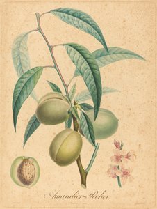 Mandorlo - Pesco