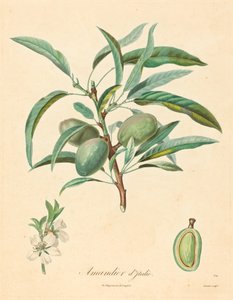 Mandorlo d