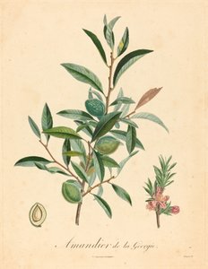 Mandorlo della Georgia da after A. Poiteau