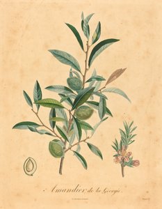 Mandorlo della Georgia da after A. Poiteau