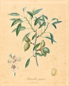 Mandorlo pistacchio da after A. Poiteau