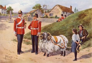 Derby Tom, l