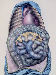 Anatomia del grande intestino, dal Manuel d