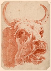 Testa di una mucca da after Jean Baptiste Huet
