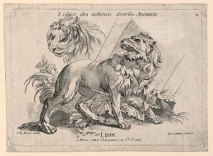 Studi di leoni, tavola 4 da "Cahier des Desseins Diverses Animeaux" da after Jean Baptiste Huet